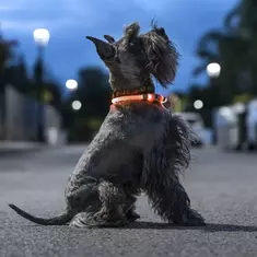 petlux innovagoods led pet collar - enhanced visibility and safety for evening walks online kaufen bei shomugo gmbh