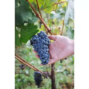 renčel kras cru 2016 - „high-end“ rotwein cuveé online kaufen bei orange & natural wines