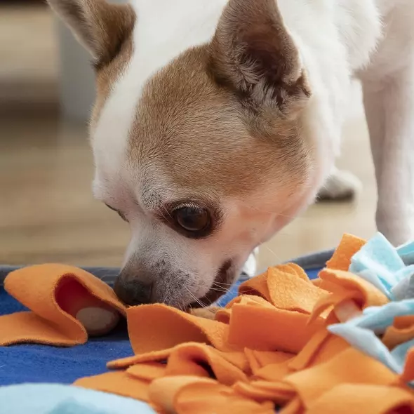 fooland innovagoods schnüffelteppich für hunde - die interaktive futterjagd online kaufen bei shomugo gmbh