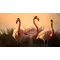 digitaler download: drei flamingos beim sonnenaufgang – perfekt für wohn- und arbeitsräume! online kaufen bei alle anbieter